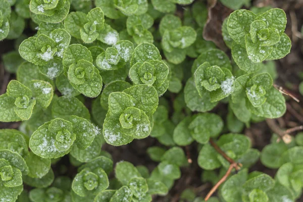 Jonge munt pepermunt op de koude lente. — Stockfoto