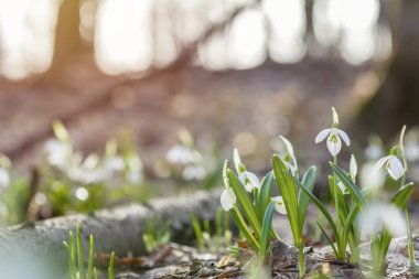 Gündoğumu günbatımı üzerinde beyaz ihale kardelen baharda ışık.