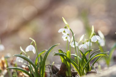 Gündoğumu günbatımı üzerinde beyaz ihale kardelen baharda ışık.