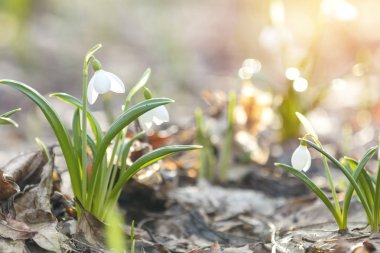 Gündoğumu günbatımı üzerinde beyaz ihale kardelen baharda ışık.