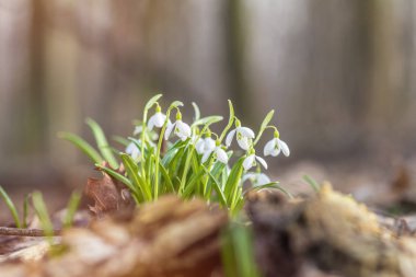 Gündoğumu günbatımı üzerinde beyaz ihale kardelen baharda ışık.