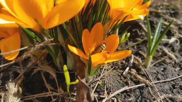 Abeja Recoge Néctar Vuela Azafranes Amarillos Brisa Ligera Día Soleado — Vídeos de Stock