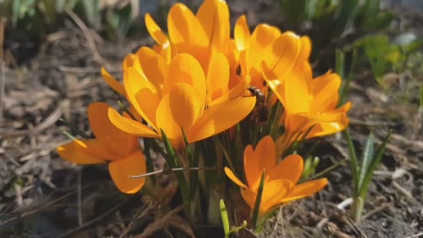 Bee Collects Nectar Flies Yellow Blooming Crocuses Light Breeze Sunny — Stock Video