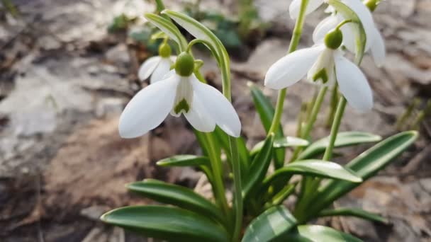 Bucaneve Bianco Fiore Piegato Galanthus Plicatus Con Gocce Acqua Leggera — Video Stock