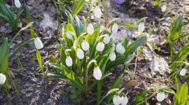 Beyaz çiçek açan kardelen katlanmış veya Galanthus plicatus su ile hafif esintiyle keser. Düşük açılı. Güneş ışığı. Sunrise.