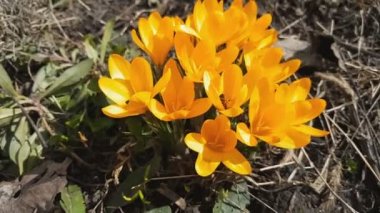 Arı nektarı ve sinek toplar. Hafif meltem sarı çiçek açan çiğdemler. Güneşli bir gün. Hafif meltem, dinamik sahne.