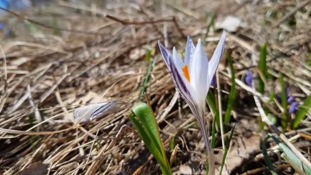 Wild Crocus Water Drops Surrounded Spring Pearls Forest Lawn Hillside — Stock Video