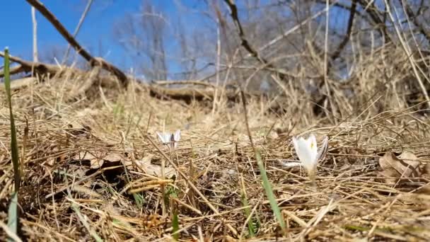 春の晴れた日の丘の中腹に芝生の森の春真珠に囲まれて水滴と野生のクロッカス そよ風が ダイナミックなシーン — ストック動画