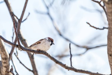 Serçe dalı. Güneşli bir gün. Mavi gökyüzü. Güzel erken spri
