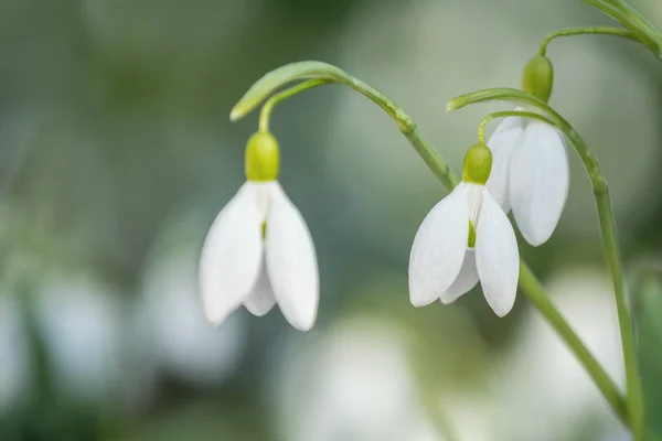 Bucaneve bianco in fiore piegato o Galanthus plicatus . — Foto Stock