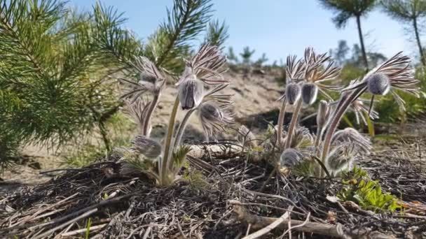 Piękne Wiosenne Kwiaty Fioletowe Tło Wschodniej Pasqueflower Preria Krokus Zawilec — Wideo stockowe