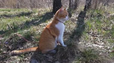 Sevimli kırmızı-beyaz kedi huş Grove'da. Bahar güneşli gün. Hafif meltem, dinamik sahne.