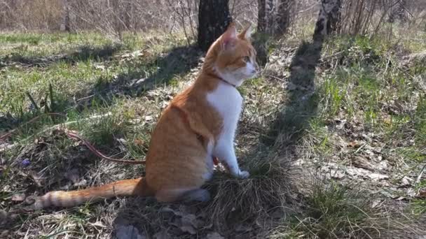 Ładny Kot Red White Birch Grove Słoneczny Dzień Wiosny Słaby — Wideo stockowe