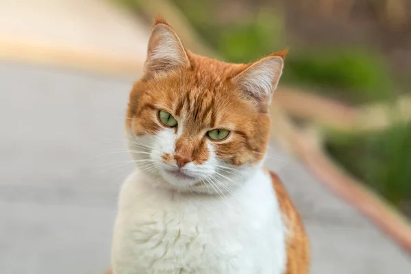 Niedliche weiß-rote Katze mit rotem Halsband im Gras. Katze ist Star — Stockfoto