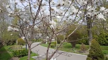 Şehir Parkı içinde beyaz Manolya çiçeği. Hafif meltem, güneşli bir gün, dinamik sahne, 4k video.