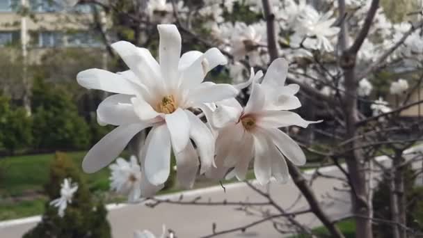 都市公園におけるホワイト マグノリアの花 そよ風 晴れた日 ダイナミックなシーン — ストック動画