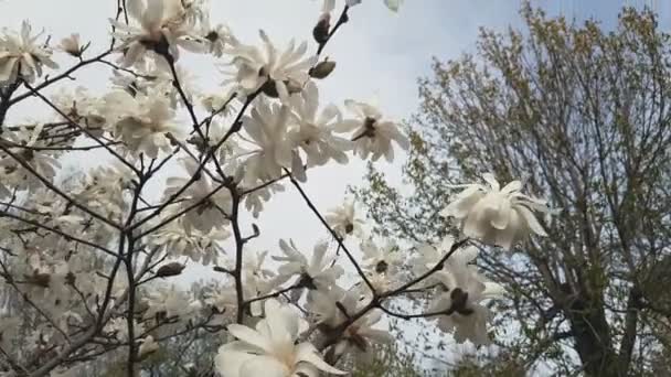 White Magnolia Blossom City Park Light Breeze Sunny Day Dynamic — Stock Video