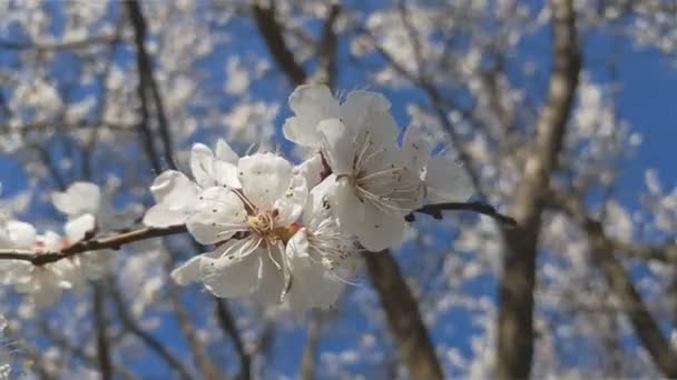 青い空を背景に春のそよ風のアプリコット 開花の分岐ツリーについて動的シーン — ストック動画