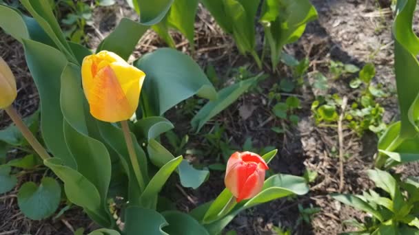 Rote Und Gelbe Tulpen Aus Nächster Nähe Auf Dem Feld — Stockvideo