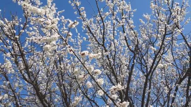 Dynamisk Scen Grenen Blommande Aprikos Träd Våren Lätt Bris Blå — Stockvideo