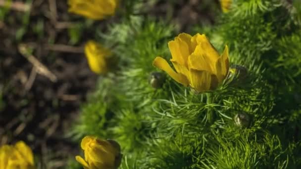Желтый Цветок Растет Природном Фоне Кадров Секунду — стоковое видео