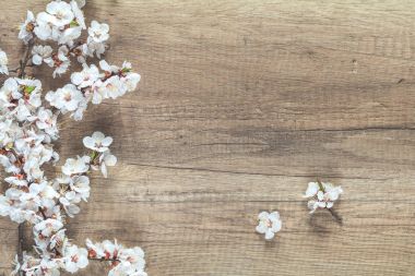 Ahşap arka plan kopya s ile kayısı ağacı çiçek şube