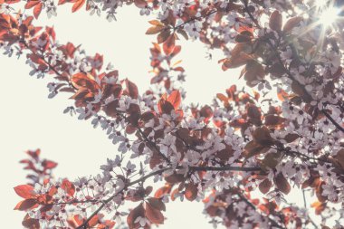 Bahar arka plan sanat pembe erik ağacı çiçeği ile