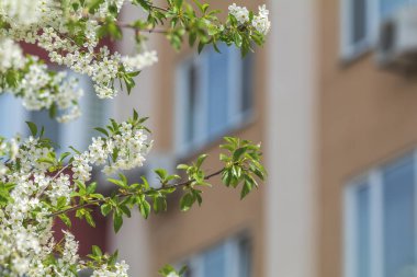 Kiraz dalları ile genç yeşil yapraklar ve çiçek
