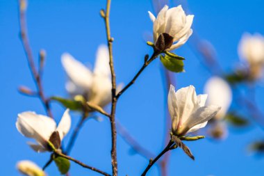Beyaz Manolya çiçeği bahar güneşli evenin sokak şehir