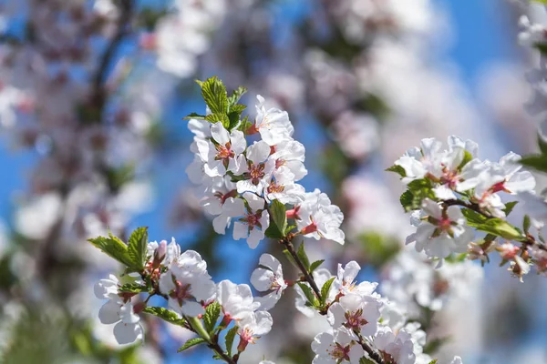 Spring background art with white nanking cherry (Prunus tomentos