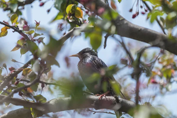 Estornino común en una rama de flor de manzano rosa —  Fotos de Stock