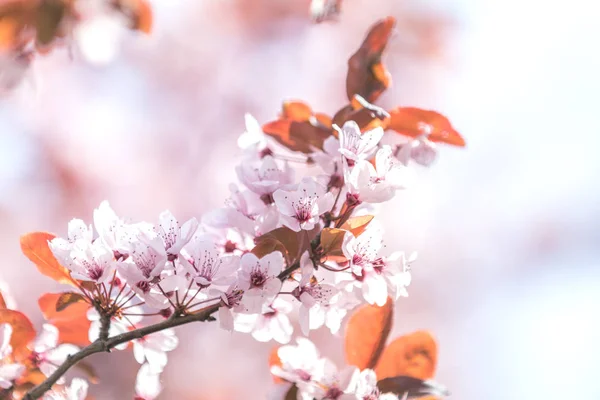 Tavaszi háttérrel art-virág pink szilvafa — Stock Fotó