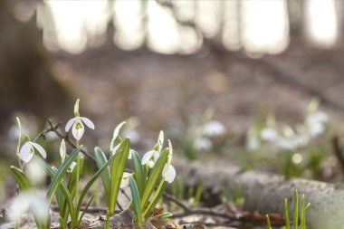 Beyaz çiçek açan kardelen katlanmış veya Galanthus plicatus. Bahar güneşi