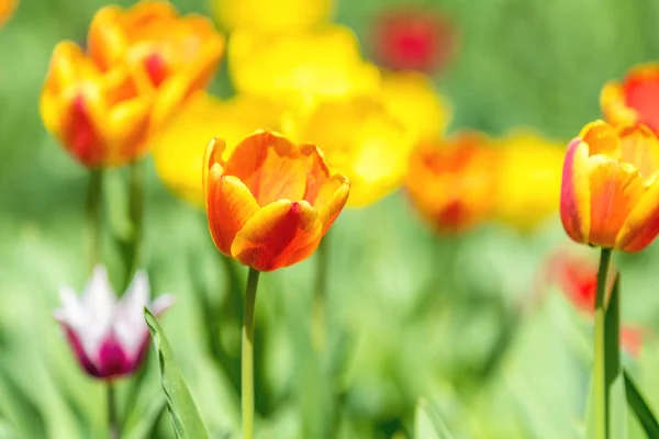 Tulipani colorati Fiori che sbocciano in un parco da vicino . — Foto Stock