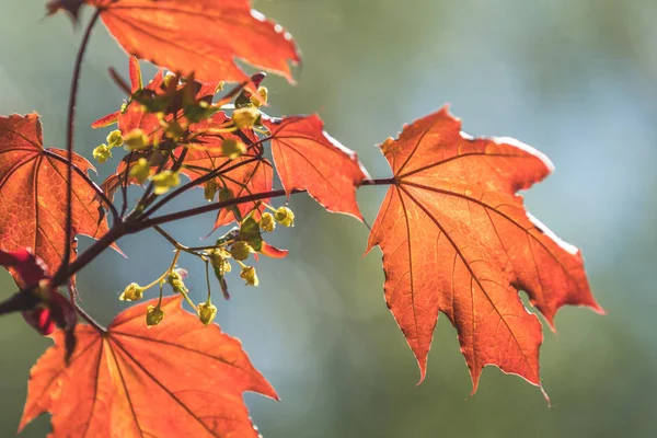 Bella primavera sfondo arte giovane acero foglie in controluce — Foto Stock