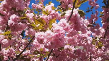 Pembe çiçeği kiraz ağacı dalı, Sakura, pembe bir arka plan üzerinde bahar mevsiminde kapatın. Çiçek açan ağaç ve güneş patlaması ile güzel doğa manzara. Hafif meltem, güneşli bir gün, dinamik sahne, 4k video.
