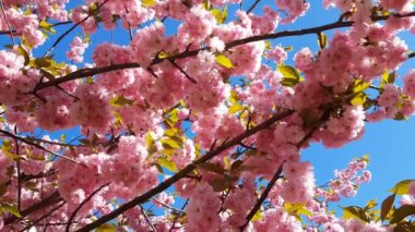 Pembe çiçeği kiraz ağacı dalı, Sakura, pembe bir arka plan üzerinde bahar mevsiminde kapatın. Çiçek açan ağaç ve güneş patlaması ile güzel doğa manzara. Hafif meltem, güneşli bir gün, dinamik sahne, 4k video.