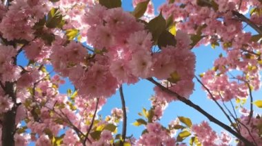 Pembe çiçeği kiraz ağacı dalı, Sakura, pembe bir arka plan üzerinde bahar mevsiminde kapatın. Çiçek açan ağaç ve güneş patlaması ile güzel doğa manzara. Hafif meltem, güneşli bir gün, dinamik sahne, 4k video.