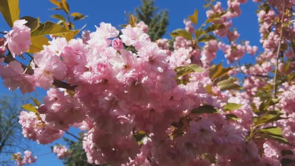 Zbliżenie Różowy Kwiat Wiśni Gałęzi Drzewa Sakura Sezonie Wiosna Różowym — Wideo stockowe