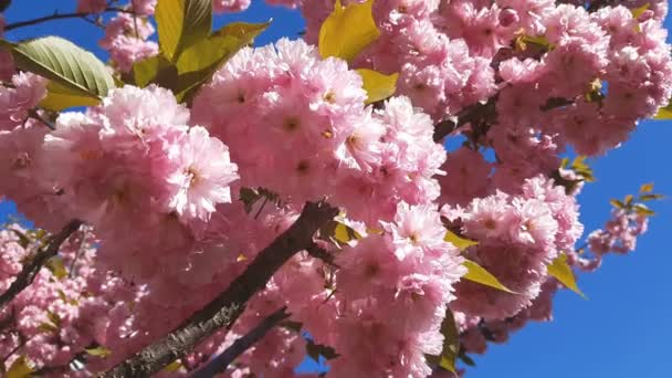 Zbliżenie Różowy Kwiat Wiśni Gałęzi Drzewa Sakura Sezonie Wiosna Różowym — Wideo stockowe