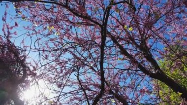 Pembe çiçek kümeleri tam Bloom Doğu Erguvan ağacının bir closeup. Baharda Erguvan veya Cercis siliquastrum. Hafif meltem, güneşli bir gün, dinamik sahne, 4k video.