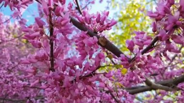 Pembe çiçek kümeleri tam Bloom Doğu Erguvan ağacının bir closeup. Baharda Erguvan veya Cercis siliquastrum. Hafif meltem, güneşli bir gün, dinamik sahne, 4k video.
