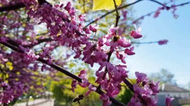 Pembe çiçek kümeleri tam Bloom Doğu Erguvan ağacının bir closeup. Baharda Erguvan veya Cercis siliquastrum. Hafif meltem, güneşli bir gün, dinamik sahne, 4k video.