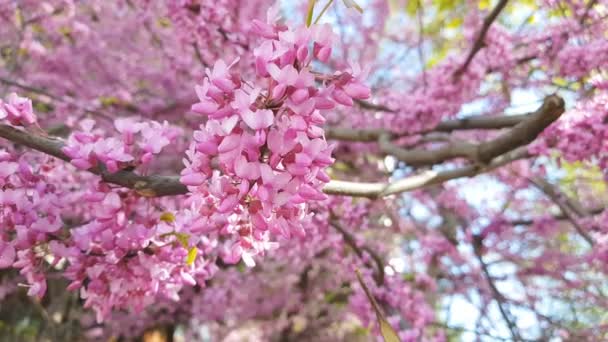 Close Van Roze Bloemtrossen Van Een Boom Van Oostelijke Redbud — Stockvideo