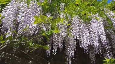 Pembe çiçek kümeleri bir Wisteria tam Bloom bahar closeup. Hafif meltem, güneşli bir gün, dinamik sahne, 4k video.