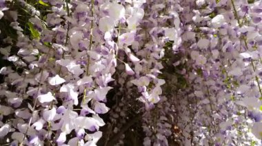 Pembe çiçek kümeleri bir Wisteria tam Bloom bahar closeup. Hafif meltem, güneşli bir gün, dinamik sahne, 4k video.