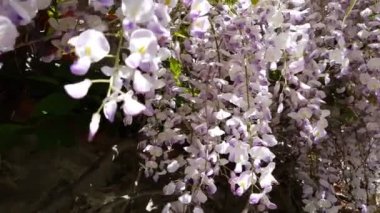 Pembe çiçek kümeleri bir Wisteria tam Bloom bahar closeup. Hafif meltem, güneşli bir gün, dinamik sahne, 4k video.