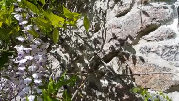 Close Van Roze Bloemtrossen Van Een Wisteria Volle Bloei Het — Stockvideo