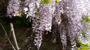Pembe çiçek kümeleri bir Wisteria tam Bloom bahar closeup. Hafif meltem, güneşli bir gün, dinamik sahne, 4k video.