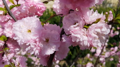 Bir çiçekli Pembe çiçek kümeleri closeup Erik veya çiçekli badem tam Bloom bahar. Hafif meltem, güneşli bir gün, dinamik sahne, 4k video.